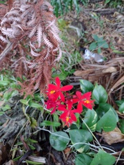 Epidendrum × obrienianum