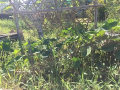 Xanthosoma violaceum