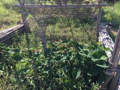 Xanthosoma violaceum