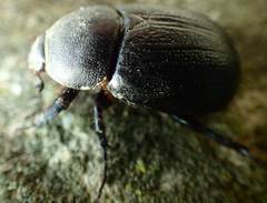 Pentodon bidens punctatus