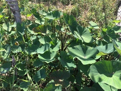 Xanthosoma violaceum