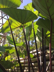 Xanthosoma violaceum