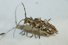 Monochamus marmorator