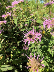 Monarda fistulosa