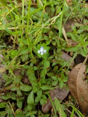 Lindernia rotundifolia