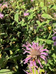 Monarda fistulosa