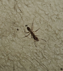 Anochetus