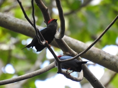 Chiroxiphia lanceolata