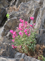Antirrhinum majus