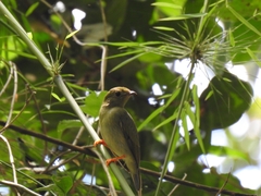 Chiroxiphia lanceolata