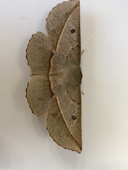 Phallaria ophiusaria