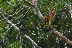 Cyanocorax heilprini