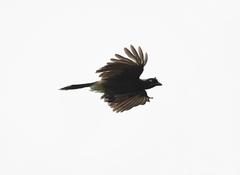 Cyanocorax heilprini