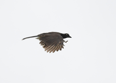 Cyanocorax heilprini
