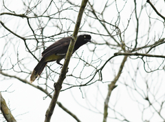 Cyanocorax heilprini