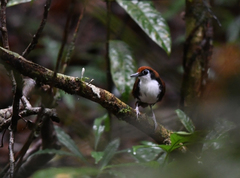 Gymnopithys leucaspis