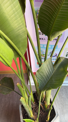 Strelitzia nicolai