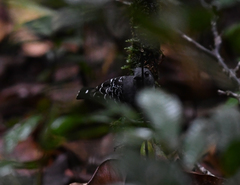 Willisornis poecilinotus