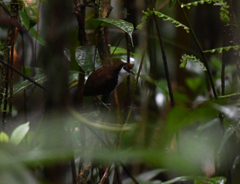 Gymnopithys leucaspis