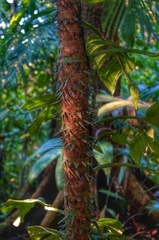 Astrocaryum mexicanum