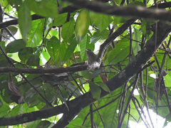 Ancistrops strigilatus