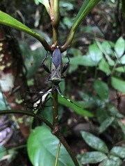 Molchina hopei