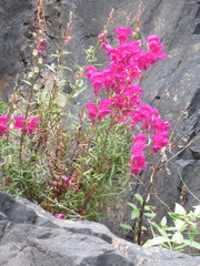 Antirrhinum majus