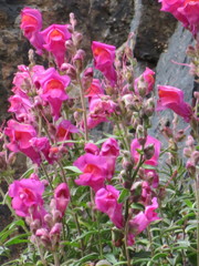 Antirrhinum majus