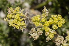 Musineon tenuifolium