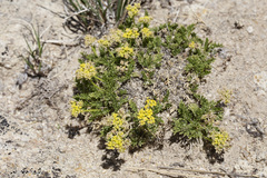 Musineon tenuifolium
