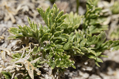 Musineon tenuifolium