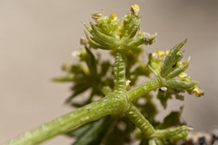 Musineon tenuifolium
