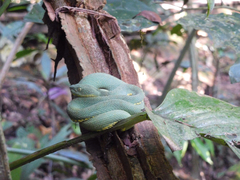 Bothrops bilineatus smaragdinus