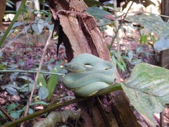 Bothrops bilineatus smaragdinus