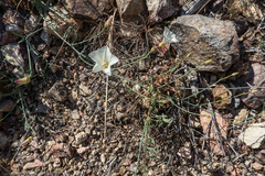 Calystegia longipes