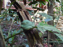 Bothrops bilineatus smaragdinus