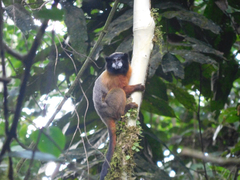 Saguinus tripartitus