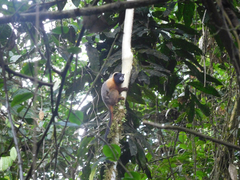 Saguinus tripartitus