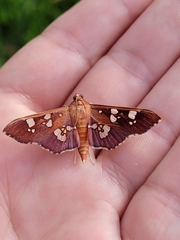 Phostria
