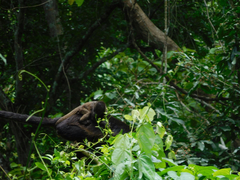 Alouatta palliata
