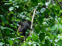 Alouatta palliata