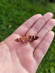 Phostria