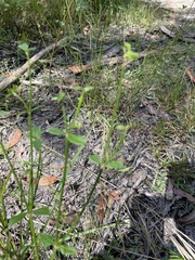 Opercularia hispida