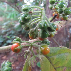 Solanum jamaicense