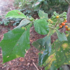 Solanum jamaicense