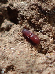 Typhlusechus singularis