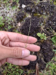 Digitaria violascens