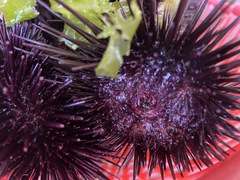 Heliocidaris crassispina