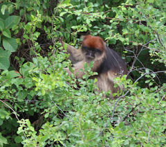 Piliocolobus tephrosceles