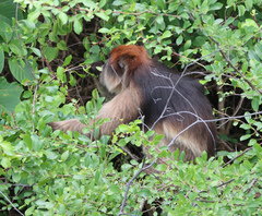Piliocolobus tephrosceles